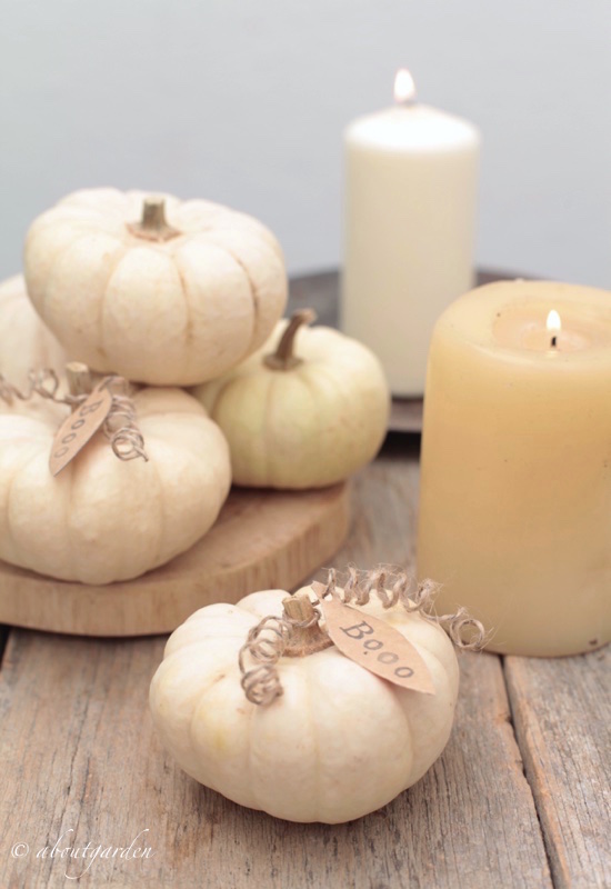 come conservare le zucchette decorative e altre ricette ...