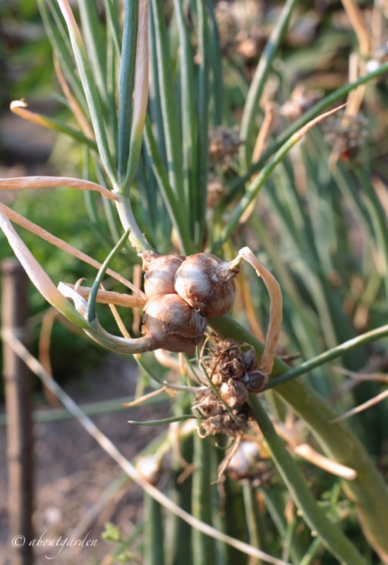 Cipolla 'Globo' (Allium Cepa) Semi - Foto 4